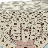 Festéksejt, festékanyagok a hámban