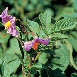 زهور البطاطس