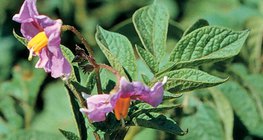 زهور البطاطس