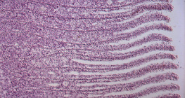 مقطع في خيشومة السمكة