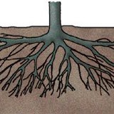 جذور شجرة الخوخ