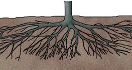 جذور شجرة الخوخ