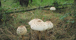 فطر البارسول