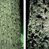 حاء البلوط الاطئ و السنديان الأشعر