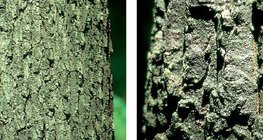 حاء البلوط الاطئ و السنديان الأشعر