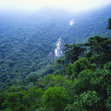 غابة الأمازون