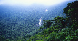 غابة الأمازون