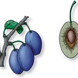 مقطع طولي لفاكهة الخوخ