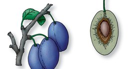 مقطع طولي لفاكهة الخوخ