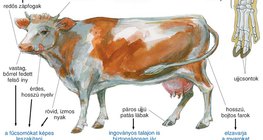 A szarvasmarha felépítése