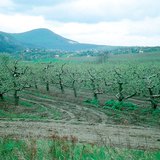 حديقة تفاح ربيعية