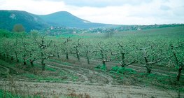 حديقة تفاح ربيعية