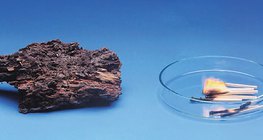 يتعفن الخشب ببطئ لكنه يحترق بسرعة.