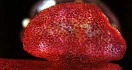 إنفتاح الكيس الطلعي (مجهر ضوئي)