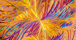 بلورات دواء الأمينوفيلين