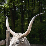 بقر رمادي مجري