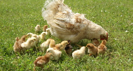 دجاجة و صيصانها