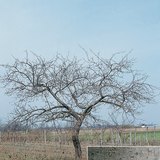 شجرة التفاح و جذعها