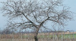 شجرة التفاح و جذعها