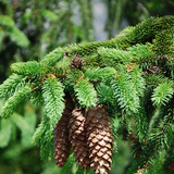 شجرة الصنوبر