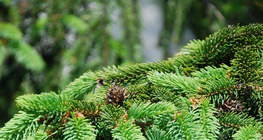 شجرة الصنوبر