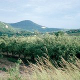 بستان التفاح في الصيف