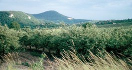 بستان التفاح في الصيف