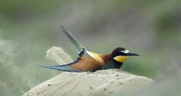 وروار أوروبي يستحم في الرمل