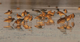 كروانات الماء