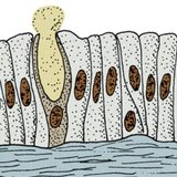 غدة وحيدة الخلية