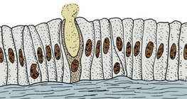 غدة وحيدة الخلية