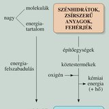Lebontó anyagcsere