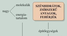 Lebontó anyagcsere