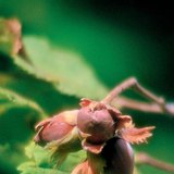 حصاد الفول السوداني