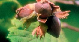 حصاد الفول السوداني