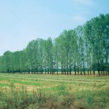 صف شجر مزروع لإيقاف الرمال المتحركة