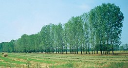 صف شجر مزروع لإيقاف الرمال المتحركة