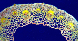 مقطع عرضي في ساق لينة