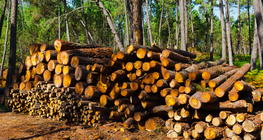 إنتاج الأخشاب