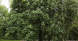 شجرة كستناء مزهرة