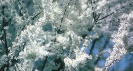 الزهور البيضاء لنبات برقوق السياج