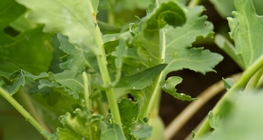 الكرنب الساقي