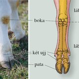 A szarvasmarha lába