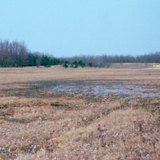 أشجار مزروعة لإيقاف الرمال المتحركة