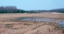 أشجار مزروعة لإيقاف الرمال المتحركة