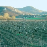 شتاء في بستان التفاح