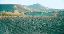 شتاء في بستان التفاح