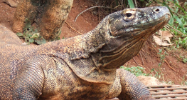 تنين الكومودو