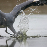 طير يصطاد على الجليد