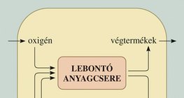 A lebontó és felépítő folyamatok kapcsolata a sejtben